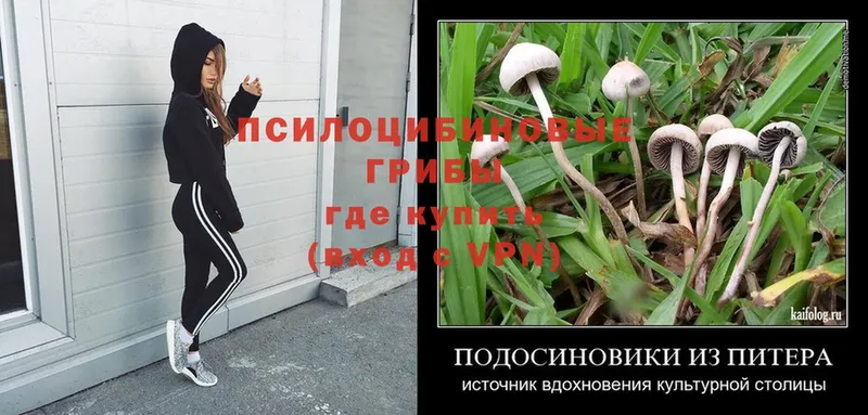 Галлюциногенные грибы Psilocybe  блэк спрут ссылки  Рубцовск 